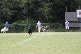Hunderennen3k.jpg